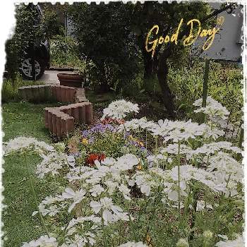 オルレア♡の画像 by ようこさん | 小さな庭と白い花とビオラ・パンジーとオルレア♡とおるれやほわいとれーす