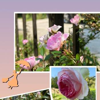 私の好きな場所の画像 by taka-chanさん | 小さな庭とつるバラ　宇部小町と花を愛でると私の好きな場所と好きな花♡と花のある暮らしと薔薇の花