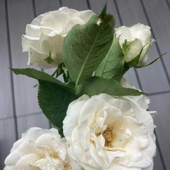アイスバーグ！の画像 by Rose Rose！さん | 小さな庭と花のある暮らし♡とばら バラ 薔薇とおうち園芸と庭づくりと可愛いとガーデニングとアイスバーグ！
