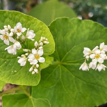 蕎麦の花の投稿画像一覧 Greensnap グリーンスナップ