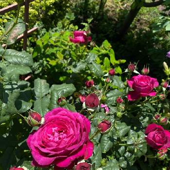 京成バラ園の画像 by コアラさん | 小さな庭とゲーテローズと金曜日の蕾たちと好きな色と京成バラ園と花壇と蕾がいっぱいと赤い花と花のある暮らし