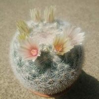 マミラリア・満月,cactus,サボテン☆,癒し…,ビニールハウスの画像