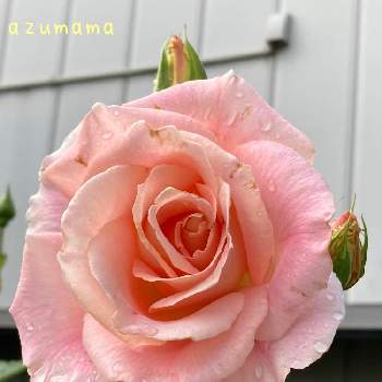 素敵な出会いに感謝の画像 by あずままさん | 小さな庭とピンク ぴんく Pinkとおしゃれさんとばら バラ 薔薇とピンクの花とビューティフル サンデーとすてき…♡とつるバラロココと可愛い〜♡と素敵な出会いに感謝と2022愛しのmy roseとチーム新潟と繋がりに感謝✨