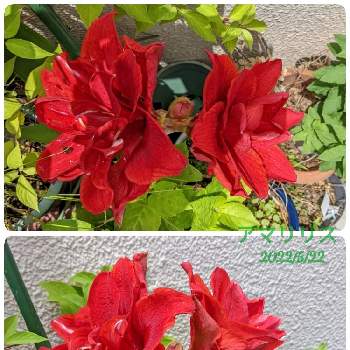 赤色の花の画像 by もぐjuhさん | バルコニー/ベランダと赤色の花とgoogle pixel5aと花色と葉っぱとお顔がこんにちはとアマリリス♡