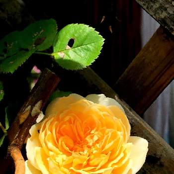 嬉しいなあ～♥️の画像 by ＊mi＊さん | 小さな庭とばらジェーン・オースティンとばら バラ 薔薇と大好きなあなたへ♥とすてきな日々を♪とありがとね…*と初夏薔薇の季節と嬉しいなあ～♥️とGS日和❤️と癒しのひと時
