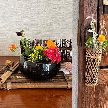 ビオラ,カランコエ,花のある暮らし,玄関の画像
