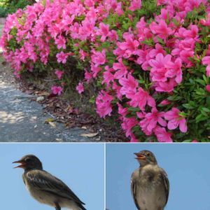 サツキ,タイリクハクセキレイ,野鳥,ピンクのお花,可愛い花の画像