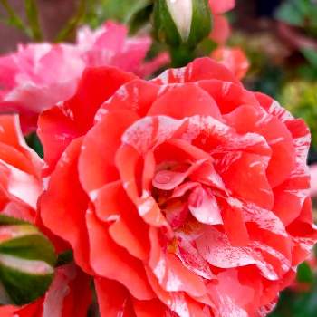 絞り模様の画像 by reomamaだワンさん | バルコニー/ベランダとバラ・タイガーテールと絞り模様と鉢植え✨とおうち園芸と朱赤のお花