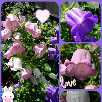 写真加工アプリの画像 by ＊☆★まみ★☆＊さん | 小さな庭とカンパニュラ(メイ)とStop the war！とありがとう❤️と素敵✨✨✨と可愛い❤とがんばれ❣️ときれい✨とピンク❤️と白い花と写真加工アプリとスマホ撮りと家のデッキ❤️と紫のお花