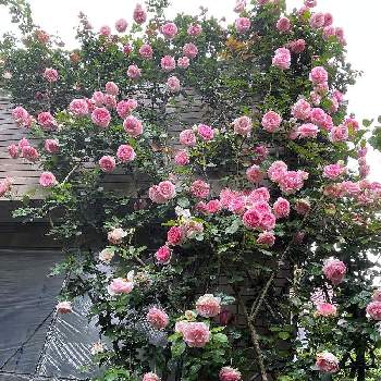 ビューティフルサンデーの画像 by アンナプルナさん | 広い庭とばら バラ 薔薇と薔薇愛同盟と毎日ローズショーとビューティフルサンデーと薔薇に魅せられてとno more warとマイガーデンと薔薇のある暮らし♡とチーム・ブルーno.129と花のある暮らしと薔薇♪とチーム・ブルーとバラを楽しむと日曜日はバラよ❤️