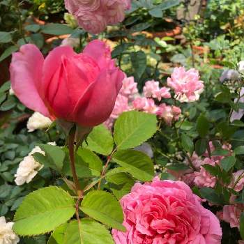 今年のお気に入りの画像 by Rikasgardenさん | 小さな庭とザフェアリーとバラ ビアンヴニュとミニバラ・グリーンアイスと花のある空間とばら バラ 薔薇とおうち園芸と今年のお気に入りとはなあそびと鉢植えとお庭の花たちと花のある暮らし