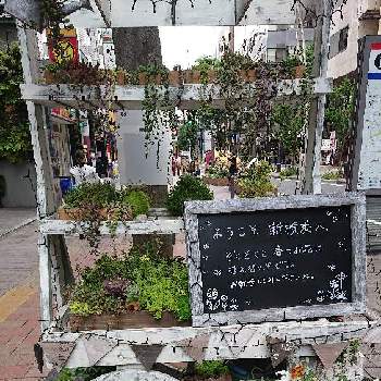 新横浜の画像 by mielさん | お出かけ先と多肉植物と花壇と新横浜