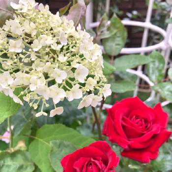 イングリッドバーグマン   の画像 by ミルココさん | 小さな庭とイングリッドバーグマン   とアナベルとばら バラ 薔薇と半日陰の庭とバラのある暮らしと紫陽花 アジサイ あじさいと花のある暮らし