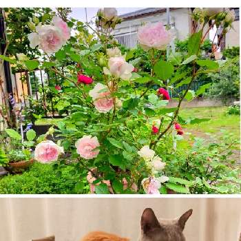 バラ シャリマーの画像 by Mさん | 部屋とバラ シャリマーとネコのいる暮らしとニャンニャン祭りとにゃんにゃん祭り