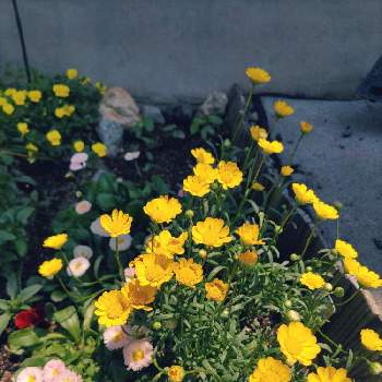 クリサンセマム ムルチコーレの画像 by ひろこさん | 小さな庭とクリサンセマム ムルチコーレとデージーとゆるガーデニング