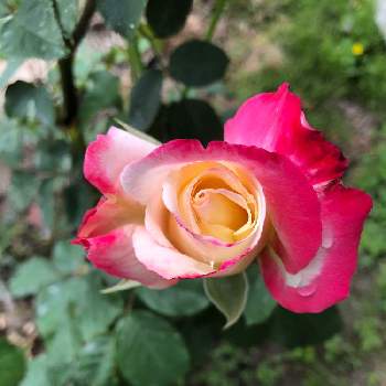 赤と白の画像 by レーさんさん | 広い庭とバラの蕾  ダブルディライトとバラと薔薇好きとバラの季節と赤と白といい香りと可愛いとかわいい