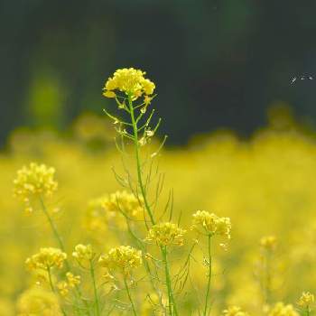 オールドレンズの画像 by J  I  Nさん | お出かけ先と菜の花、ナノハナとオールドレンズ