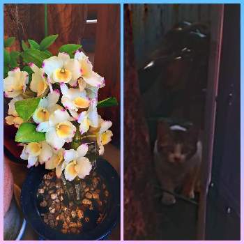 ミンティア,花と生きるサントリー,サンフラビト,サントリー フラワーズの画像