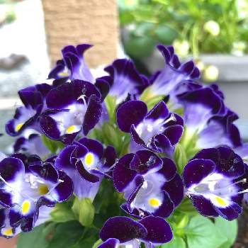 一年草の画像 by kurara＊さん | 小さな庭とトレニアとプランターと長く楽しめると小さい花と紫の花と一年草