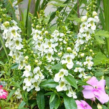インパチェンス,アンゲロニア,白い花,ピンクの花,小さな庭の画像