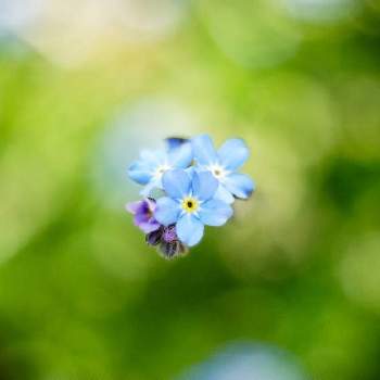 玉ボケの画像 by XLCRさん | お出かけ先とワスレナグサと勿忘草と青い花と玉ボケとグリーンアクセサリー♪と花を撮る暮らし