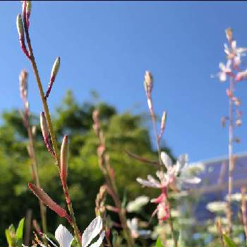 長く楽しめるの画像 by kurara＊さん | 小さな庭とガウラ(白蝶草)と花壇と風に揺れる花と多年草と長く楽しめるとガーデニングと花のある暮らしと白い花
