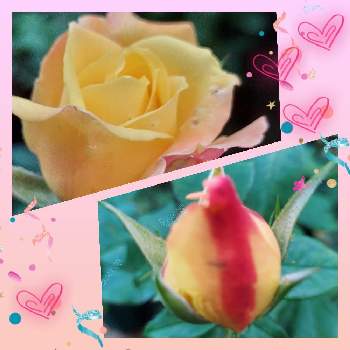 癒し♡の画像 by IKUMAMAさん | 小さな庭とバラ   トロピカルシャーベットとカワイイ～☺️と咲いてくれてありがとう❤とかわいいつぼみとおうち園芸とバラ・ミニバラとバラを楽しむと癒し♡