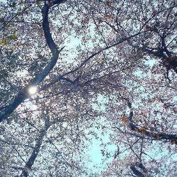 心ほっと。。。の空色の画像 by 心ほっと。。。さん | お出かけ先とお花とさくら 桜 サクラと木のある風景と心ほっと。。。の空色