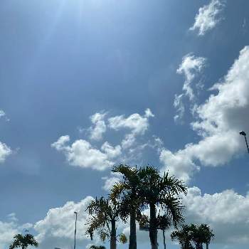 ヤシの木の画像 by ちゅら34さん | お出かけ先と ヤシの木と素敵な日曜日を✨と椰子の木と南国植物と沖縄とドライブと青空