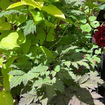 ブロンズリーフの画像 by Cyeqさん | 小さな庭とシミシフーガとブロンズリーフとイングリッシュガーデンとガーデニングとボーダーガーデンと地植えと庭の宿根草