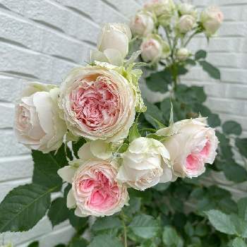 コルデスの画像 by ガーデンローズさん | 小さな庭と鉢バラとわたしのパシュミナとガーデンローズの庭とばら バラ 薔薇とバラが咲いたと薔薇愛同盟とパシュミナ　バラと小さなバラのテラスとバラのある暮らしとおうち園芸とバラのおかげと鉢でバラを育てると可愛いとバラが好きと花のある暮らしとバラに囲まれてとロザリアンとコルデスとバラを楽しむとバラと暮らす幸せ
