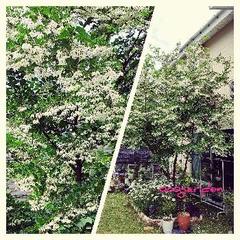 エゴノキ(白)の画像 by おココさん | 小さな庭とエゴノキとエゴノキ(白)とおうち園芸と緑にかこまれてと緑のある暮らしとクマンバチさん