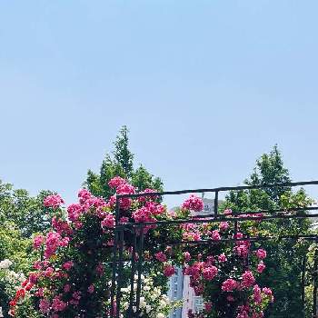 バラ園の画像 by guriguraさん | お出かけ先とバラのアーチとバラ園とばら バラ 薔薇とビューティフル サンデーと散策と薔薇♪と神戸