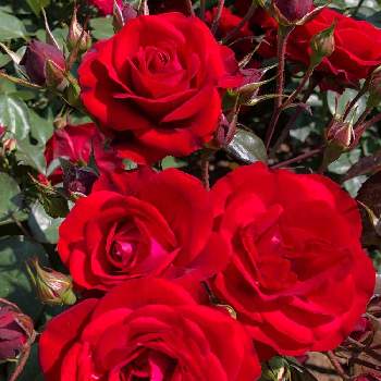 京都府立植物園の画像 by たけのこのっこさん | お出かけ先とバラ ユーロピアーナとバラ特集とばら バラ 薔薇とバラはいいなぁと赤い花とバラ・ミニバラと京都府立植物園