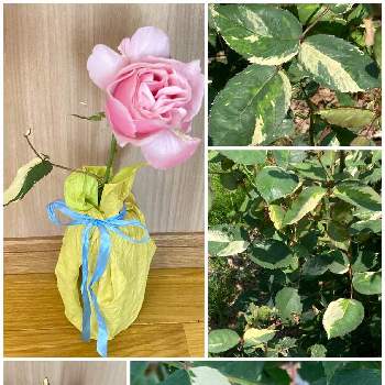 我が家の花の画像 by 和花さん | バラ、薔薇、ばらと花のある暮らしと我が家の花と色がきれいと斑入り葉のバラ