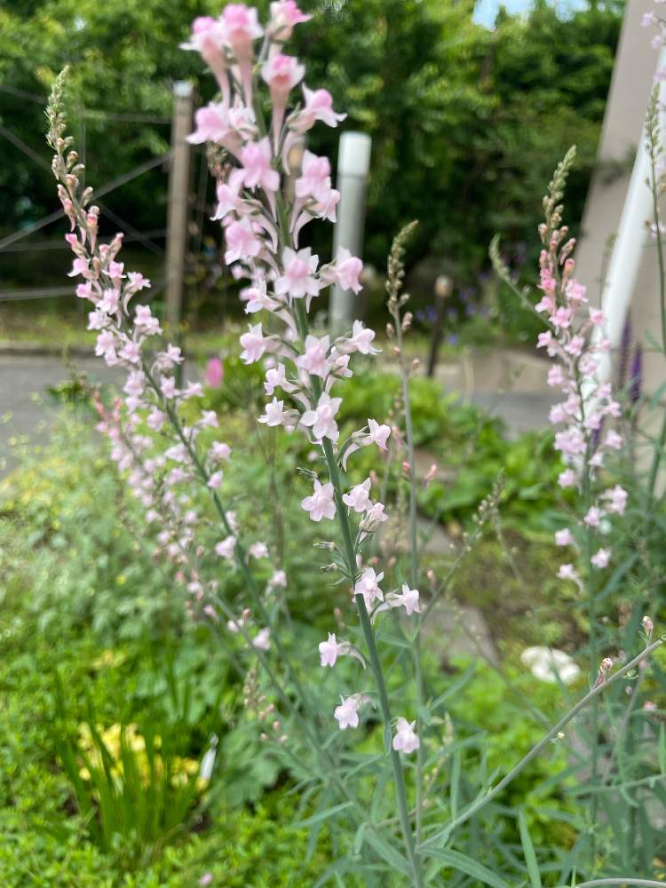 宿根リナリアの投稿画像 By 令月さん リナリア パープレアと宿根リナリア プルプレアとリナリア キャノンｊウェントとリナリア と小さな庭と放置栽培と初めての花 と多年草と宿根草 とおぎはら植物園と神奈川県と放置栽培と初めての花 と多年草と宿根草 とおぎはら