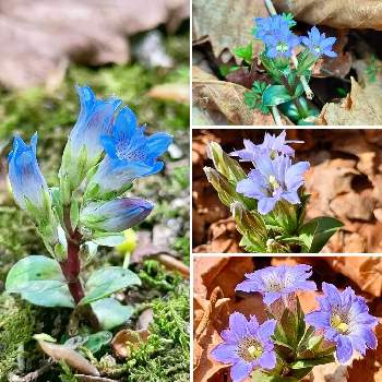 フデリンドウの画像 by ジャージーさん | お出かけ先とフデリンドウと山野草と紫色の花と越年草と可愛いと小さい花と北海道と青紫色