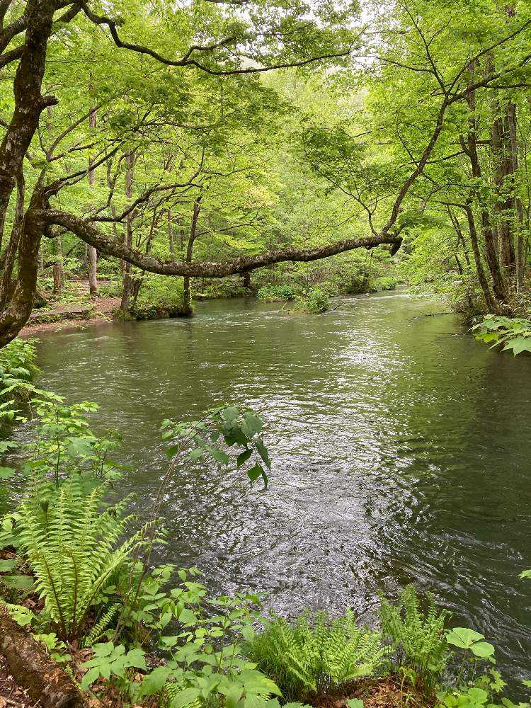 💚新緑の奥入瀬渓流・2022年5月15日｜🍀GreenSnap（グリーンスナップ）