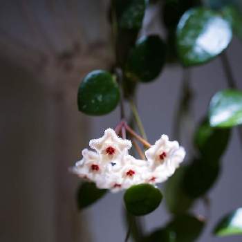 ホヤ マチルダの投稿画像一覧 Greensnap グリーンスナップ