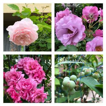 今年のお気に入りの画像 by Rikasgardenさん | 小さな庭とムーランとディオレサンスとブルーベリーの実とみさきと花のある空間とばら バラ 薔薇とおうち園芸とGSに感謝。と今年のお気に入りと花いろいろとお庭の花たちと花のある暮らしと実物