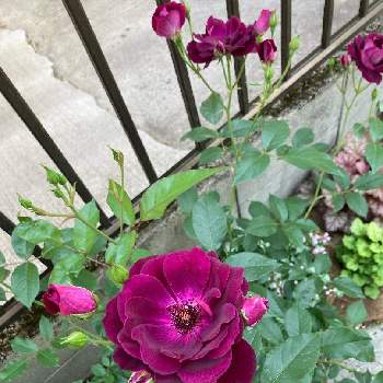 バーガンディ･アイスバーグ,花スタグラム,庭の花,バーガンディ・アイスバーグ,ガーデニングの画像