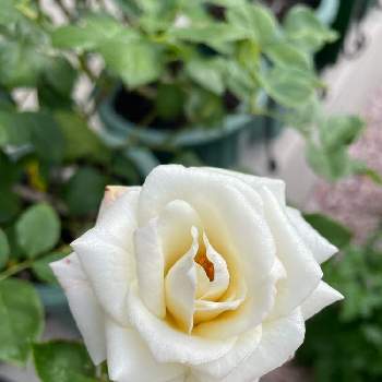 白バラの画像 by cruyffyanさん | テラスとバラ パスカリと鉢植えと白バラとばら バラ 薔薇とパスカリ・バラ
