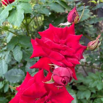 庭植えの画像 by cruyffyanさん | 小さな庭とバラ アンクル・ウォルターとつるバラと庭植えと赤バラとばら バラ 薔薇