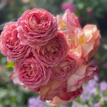 おうちで自然を感じるの画像 by もみじさん | 小さな庭と宿根ネメシアとジュビリー・セレブレーションとバラ ジュビレデュプリンスドゥモナコと幸せとばら バラ 薔薇と薔薇愛同盟とお庭の草花とデビッドオースチンとバラのある暮らしとお家大好きとありがとうとジュビレデュプリンスドゥモナコと全部GSのせいだと香りの良いバラと覆輪のバラとジュビリー セレブレーションとバラが好きと小さな小さな庭と花のある暮らしとイングリッシュ ローズとおうちで自然を感じると三種の神器と香りのバラ