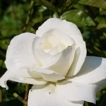 白いバラの画像 by はなちゃんさん | 白いバラと花のある生活とバラ好きとアイスバーグ♡と私のお庭