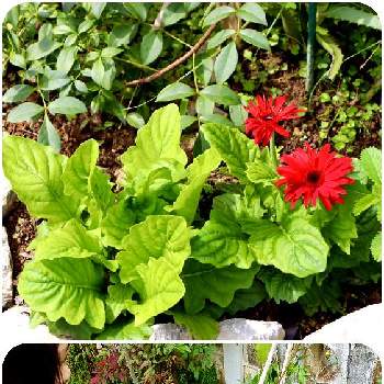 四季の花の画像 by gtyさん | 小さな庭とガーベラとGSforキッズと観葉植物とカダンと亜熱帯・熱帯植物とSDGsと沖縄とフマキラーと親子でベンガルとガーデニングとベンガルモニターと四季の花