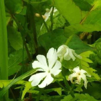 サクラソウ,白い花シリーズ,仙台市野草園の画像