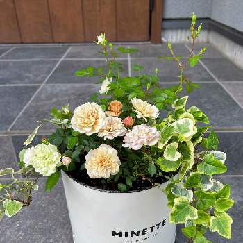 ミニバラ・モカの画像 by greenknitさん | 玄関とアイビー 雪ほたるとミニバラ・グリーンアイスとミニバラ・モカとヘデラ 雪ほたるとガーデニングと花のある暮らしと色変わりするお花と色が変化する花が好きすぎる