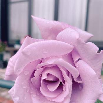 ラブリー♡の画像 by lavender &rose  さん | フェンスとブルームーンとラブリー♡とHTとばら バラ 薔薇とバラ大好きと紫色の花とバラのある暮らしと❤️愛おしいと四季咲きと色の変化と大きくなーれ♡と癒されます♥と元気に育ててますよと花のある暮らしと薔薇♪とマイ♡ローズガーデンとバラを楽しむ