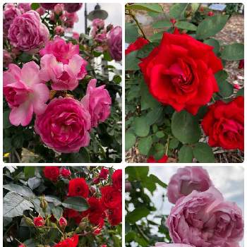 公園散歩の画像 by ほたるぶくろさん | お出かけ先とスカーレットメディランドとメリナとジャスミーナとアンと綺麗なお花をありがとう＊とピンク色の花といい香りと公園散歩と薔薇の花